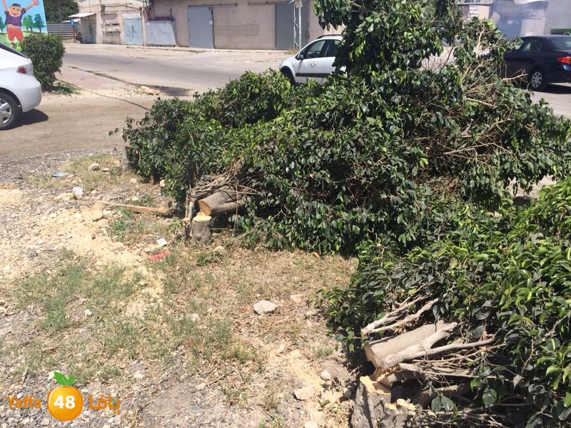 kenan 7ashouna 0503 (2).JPG